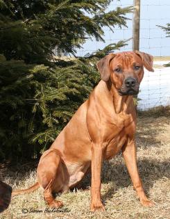 Suche nette hübsche reinrassige und gesunde Ridgeback-Hündin zum Decken