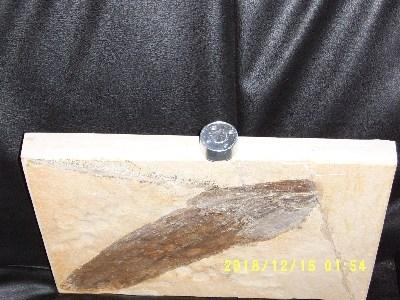 Fossilie Tintenfisch Trachytheutis