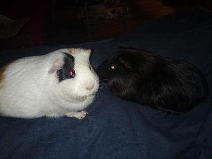 2 wunderschöne Meerimädels Zubehör