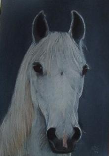 Tierportraits/Pferdeportraits