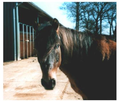 Suche nette Reitbeteiligung für lieben Ponywallach in Kl. Nordende