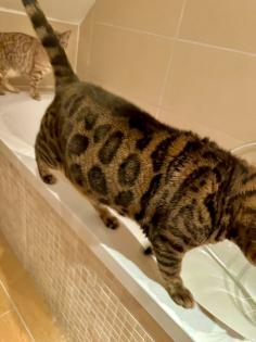 Bengal Katzen weiblich in liebevolle Hände abzugeben