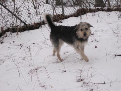 Schäfer/Schnauzer MIX zu verschenken