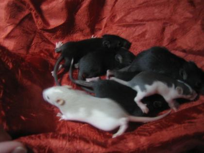 Rattenbabys Farb und Siamrattis super süß suchen ein neues Zuhause