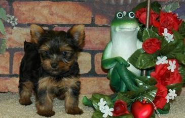 Mini Yorkshire 2 Rüde 1 Weibchen