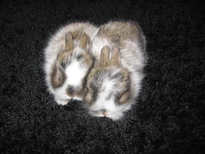 2 zuckersüße Kaninchenbabys abzugeben