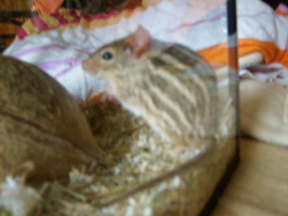 MÄNNLICHE VIELSTREIFENGRASMAUS 2 JAHRE ABZUGEBEN