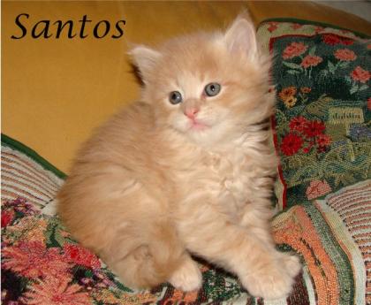 Maine Coon Babys