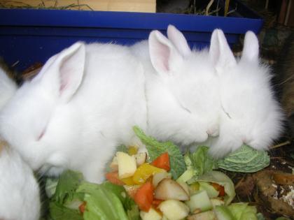 4 Albino Zwergkaninchen zu verschenken