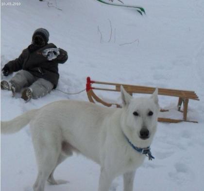 SEHR LIEBER WEISSER SCHÄFERHUND M. P