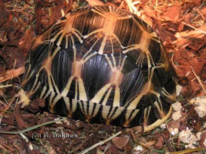 Geochelone gigantea Pardlais radiata galapagos zum Verkauf in dieser Zeit.