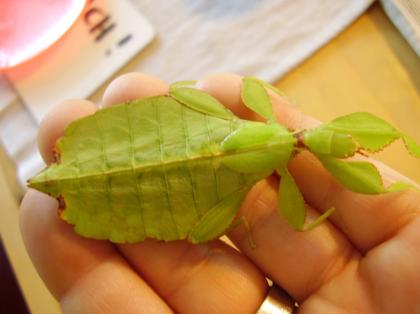 1. 1 Phyllium giganteum