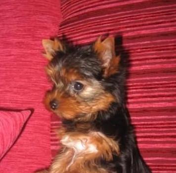 YORKSHIERE TERRIER W E L P E N