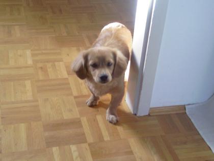 Einmalig in Deutschland MINI-Golden Retriever