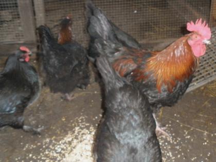 Frische bruteier marans stück 1 00 euro