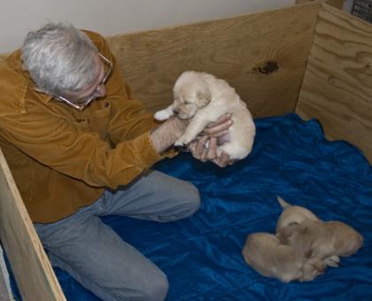 Golden Retriever Welpen