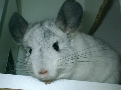 Chinchillaböckchen sucht neues liebevolles Zuhause