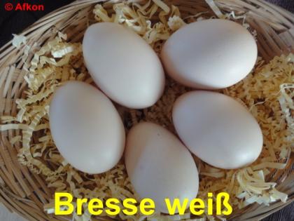 BRUTEIER von Bresse weiß seltene Hühnerrasse