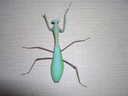 Indische Riesengottesanbeterin / Hierodula membranacea