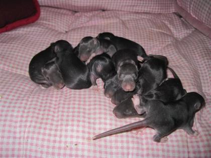 12 Rattenbabys zu verkaufen