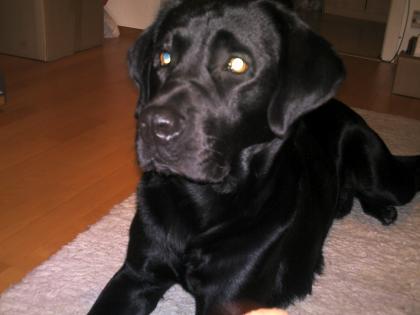 Suche für meinen schwarzen Labrador Eine Hündien zum Decken
