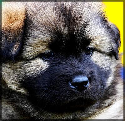 Eurasier-Welpen m/w o. P. Eltern m. P. abzugeben