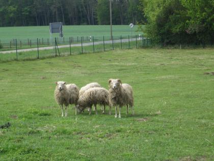 4 junge Schafe Skudde zu verkaufen