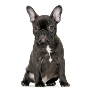 Französische Bulldogge Bully-Mädchen french bulldog