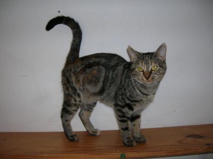 Leoncia außergewöhnliche Tigerschönheit