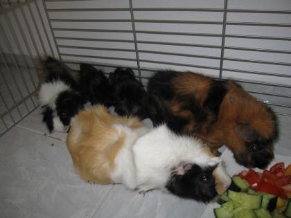 5 Meerschweinchen suchen ein neues Zu Hause