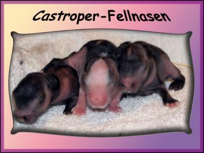 3 süße Teddyzwerge suchen Kuschelhände