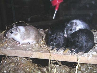Süße rennmäuse zu verschencken totall süüüßßßßß