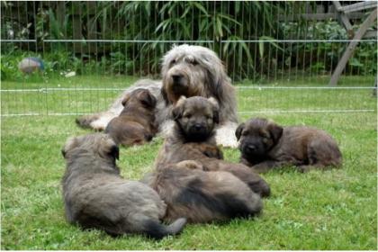Gos d Atura Welpen suchen noch Familienanschluss Katalanischer Schäferhund