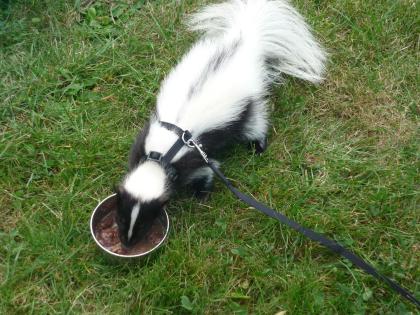 Männlichen Skunk zu verkaufen
