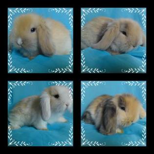 Teddywidderbabys suchen neues zu Hause