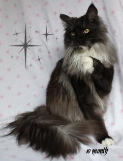 Maine Coon Babys