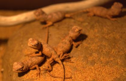 Taubagame Tympanocryptis tetraporophora 0. 0. 5
