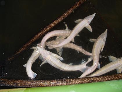 Störe Waxdick Acipenser gueldenstaedti Albino Sterlet A. Ruthenus