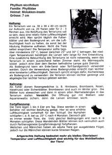 Wandelnde Blätter Phyllium siccifolium