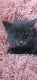 Reinrassig sibirische waldkatze neva Maine Coon siam perser bkh