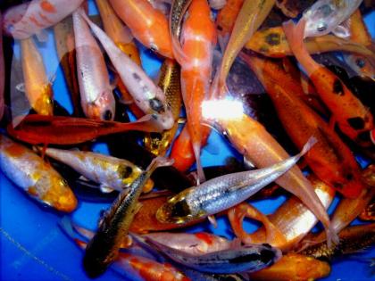 Teichfische und Koikarpfen direkt vom deutschen Züchter