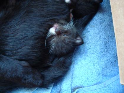 Süße Katzenkinder abzugeben