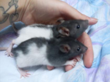 Suche zu hause für meine süßen rattis