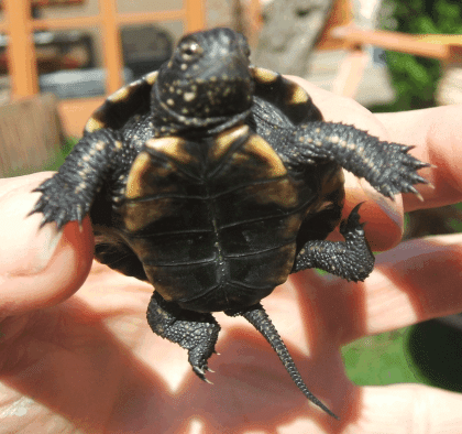 Emys orbicularis europäische Sumpfschildkröte