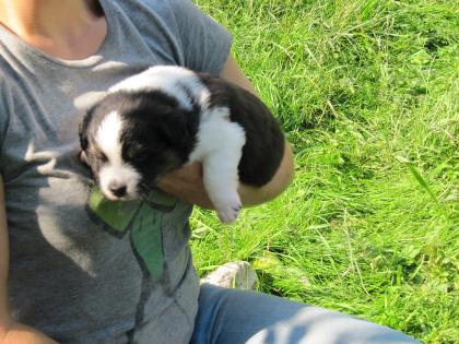 2 Aussiewelpen Rüde bluemerle blacktri v. Staatsmeister BH1 abzugeben