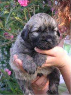 Gos d Atura Catalan Sheepdog Welpen