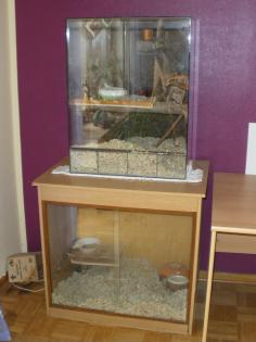 Wüstenrennmäuse Terrarium abzugeben