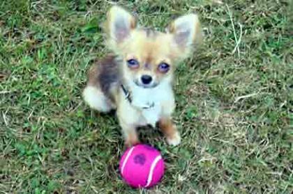Chihuahuas
