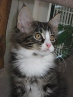 Maine Coon Kätzchen - putzmunter verschmust gesund - Freunde fürs Leben