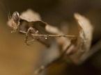 Gottesanbeterinen Gongylus gongylodes Deroplatys desiccata